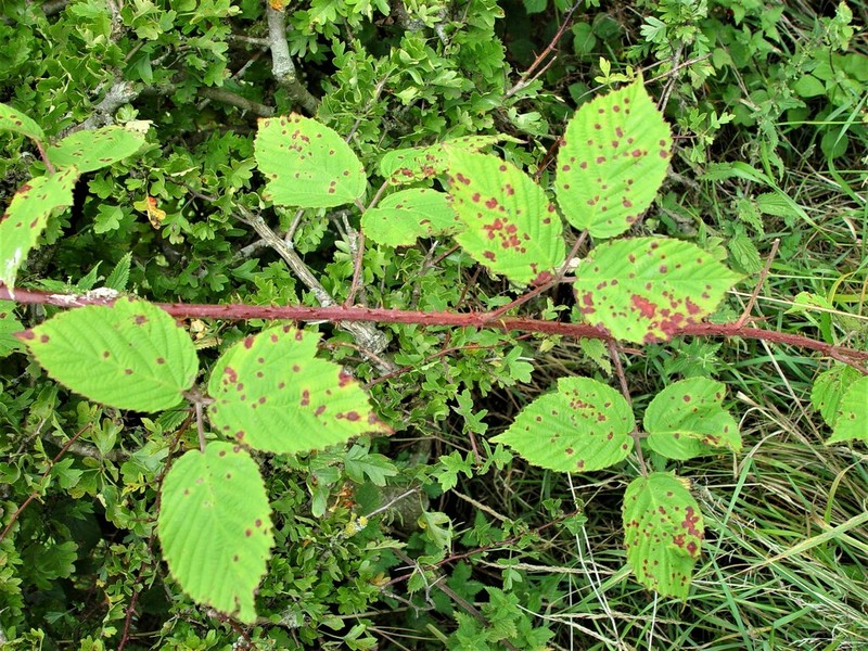 Rubus distractiformis photo 2