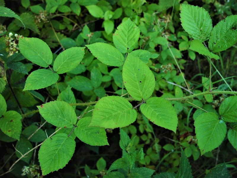 Rubus distractiformis photo 3