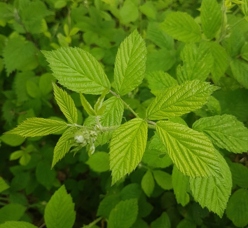 Rubus distractiformis photo 4