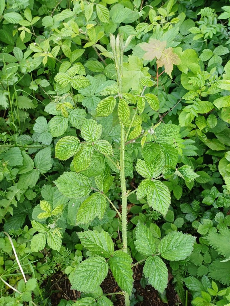 Rubus distractiformis photo 5