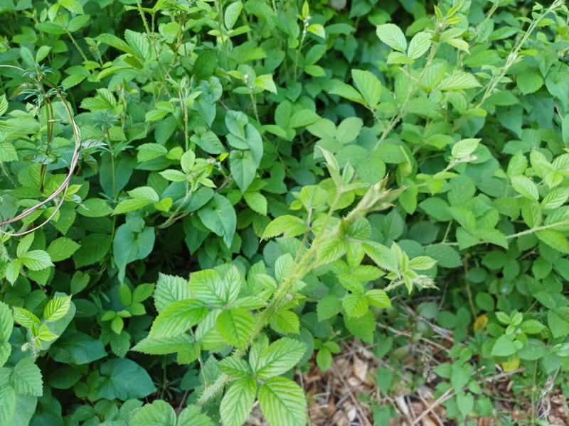 Rubus distractiformis photo 6