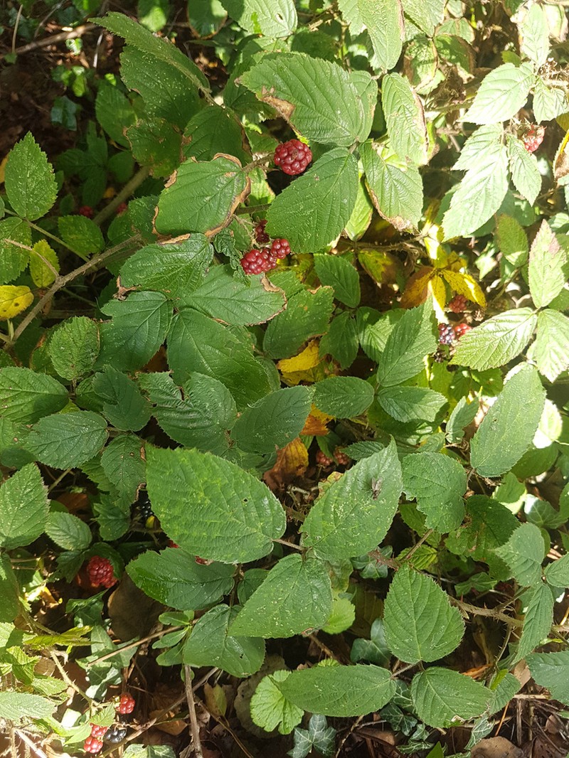 Rubus distractiformis photo 7