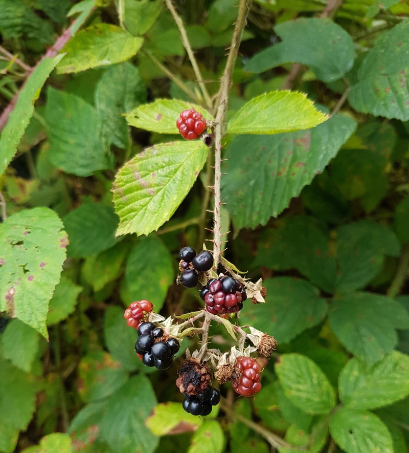 Rubus distractiformis photo 8