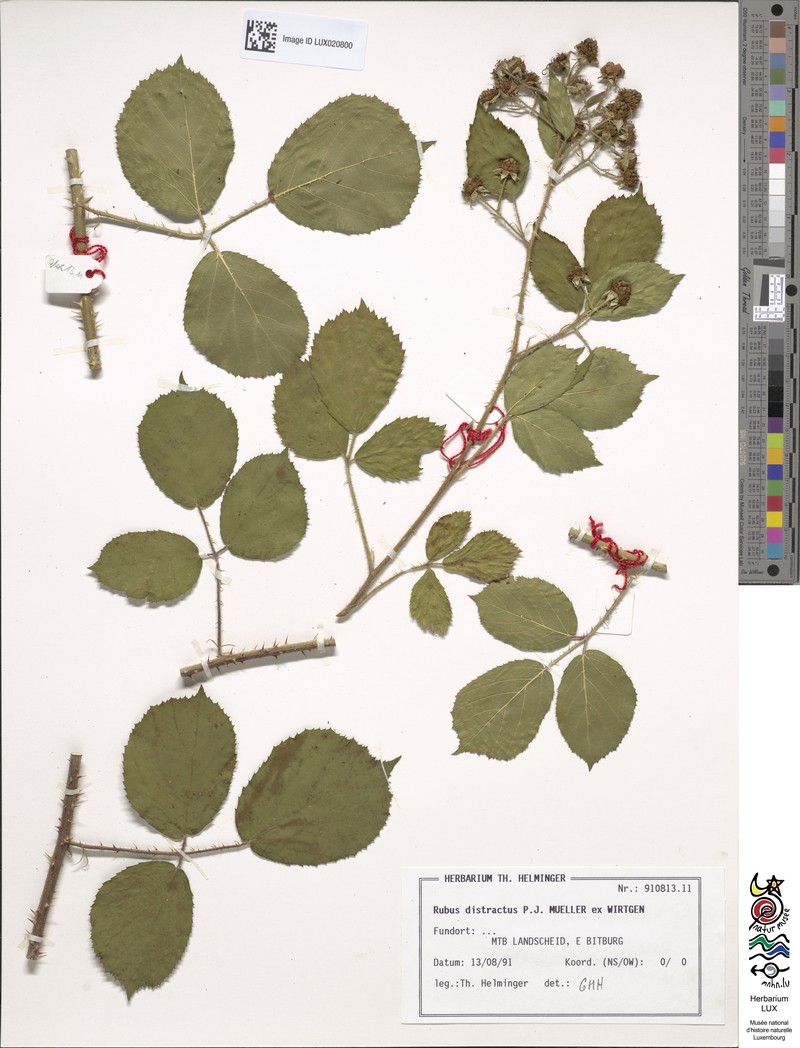 Rubus distractus