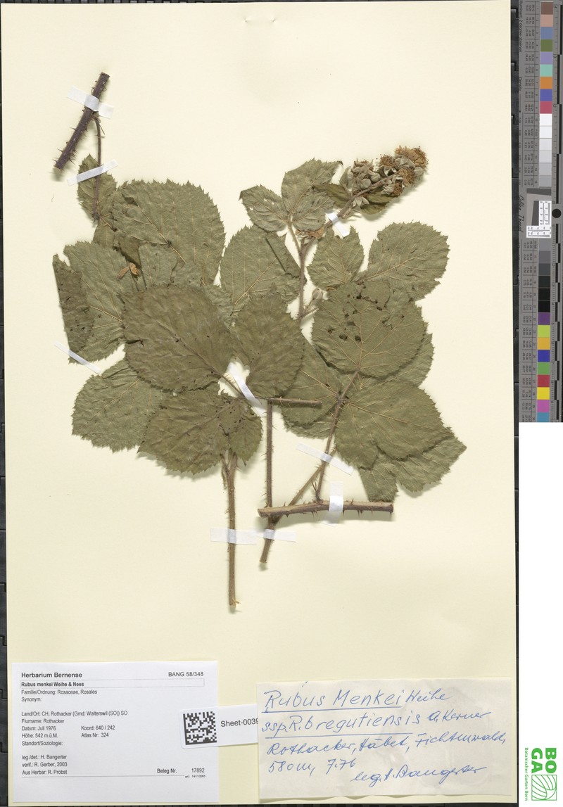 Rubus distractus photo 2