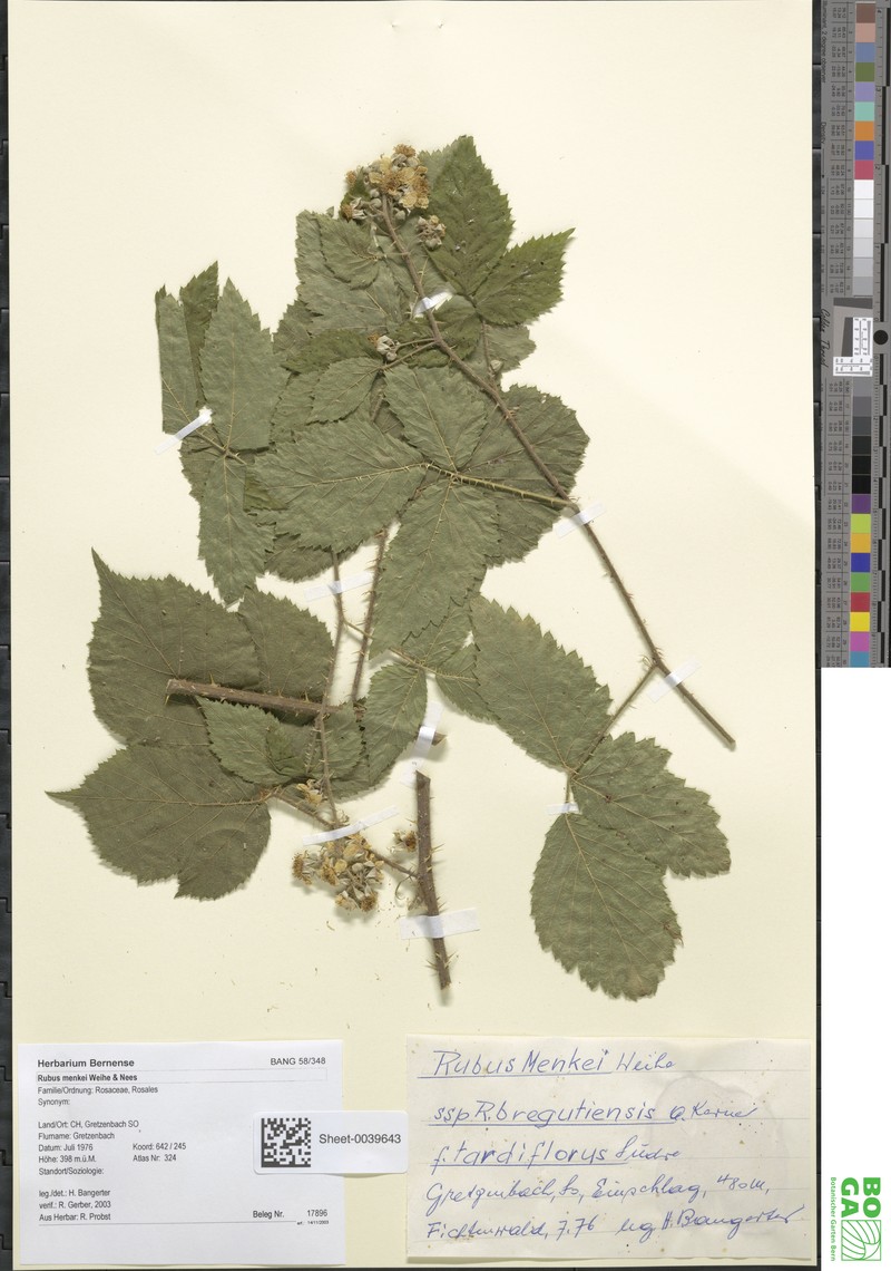 Rubus distractus photo 3