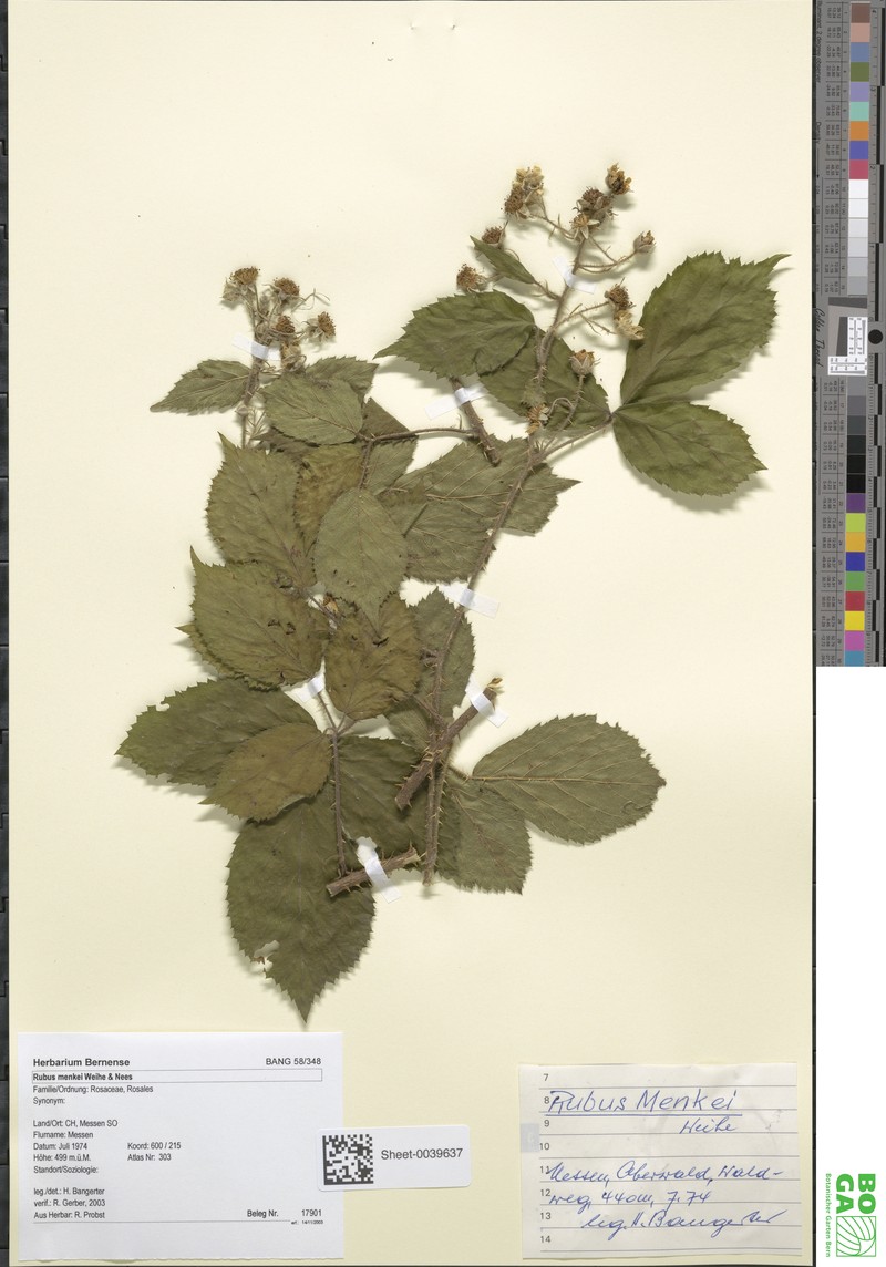 Rubus distractus photo 4