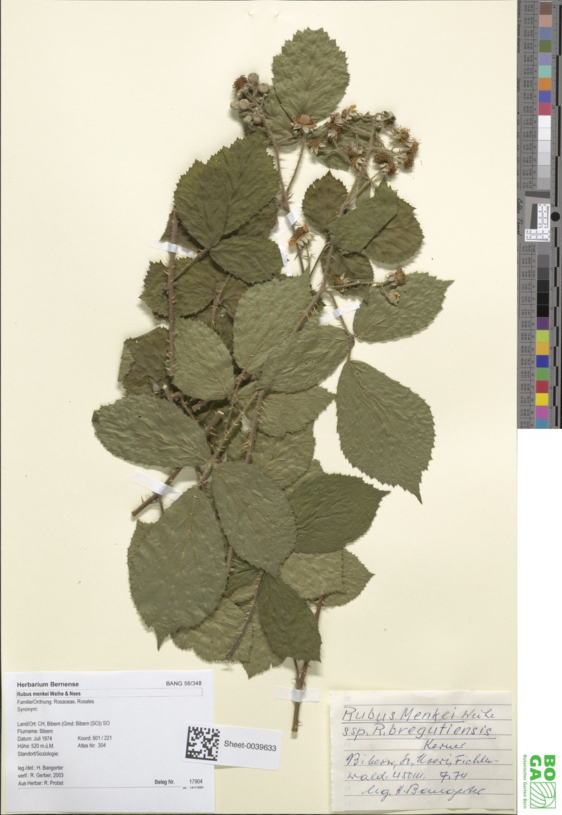 Rubus distractus photo 5