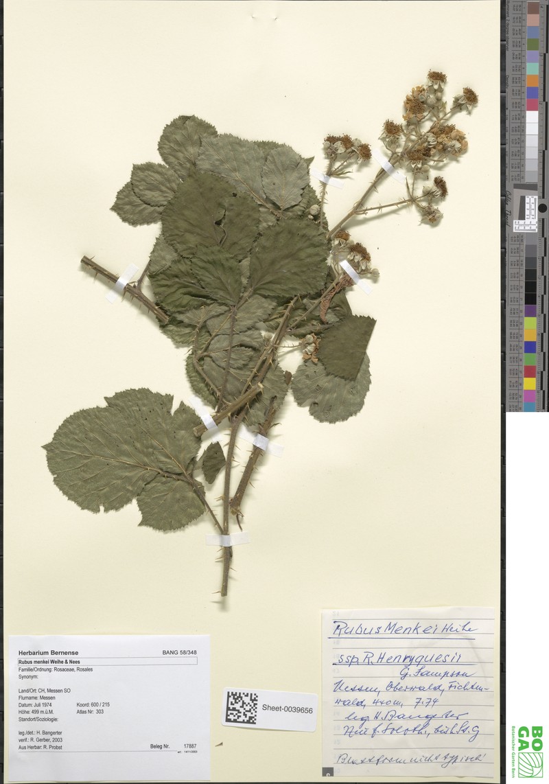 Rubus distractus photo 6