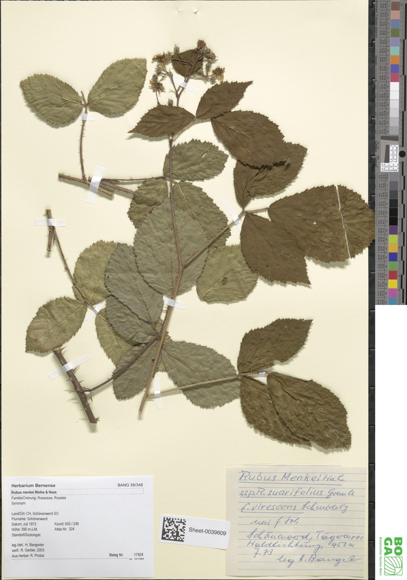 Rubus distractus photo 7