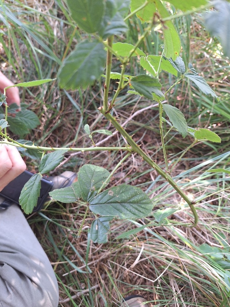 Rubus divaricatus