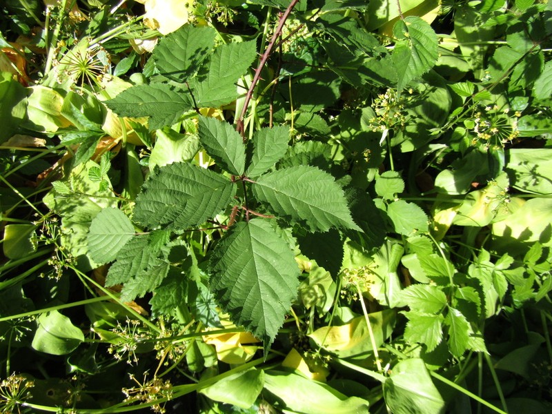 Rubus divaricatus photo 2