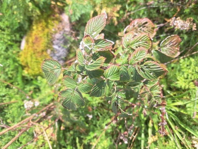 Rubus divaricatus photo 3