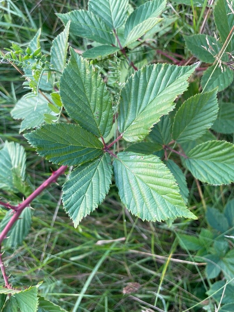 Rubus divaricatus photo 4