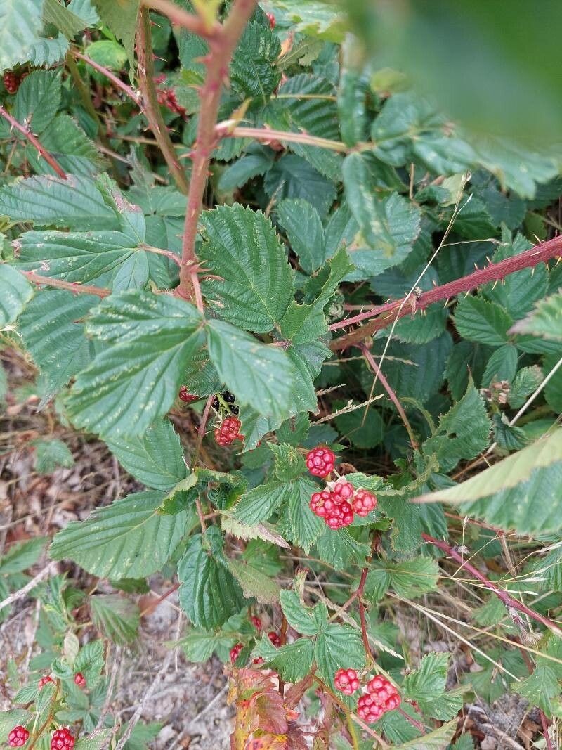 Rubus divaricatus photo 5