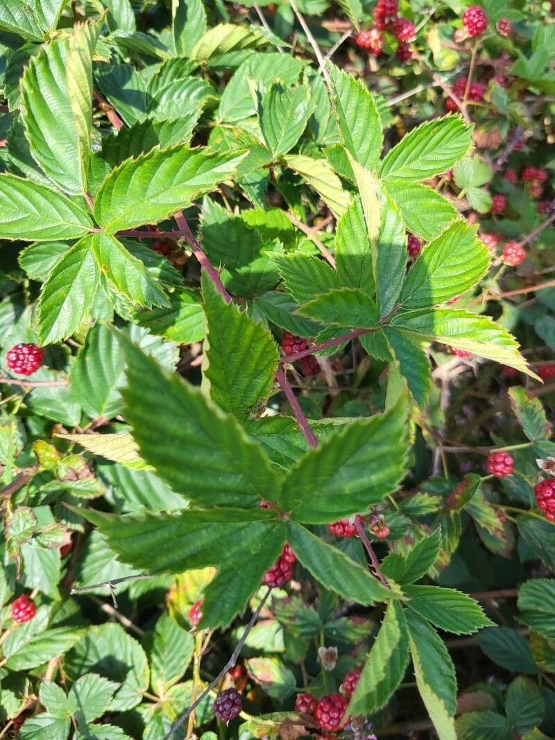 Rubus divaricatus photo 6