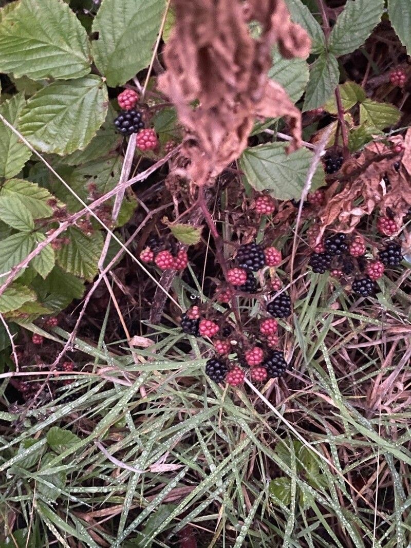 Rubus divaricatus photo 7