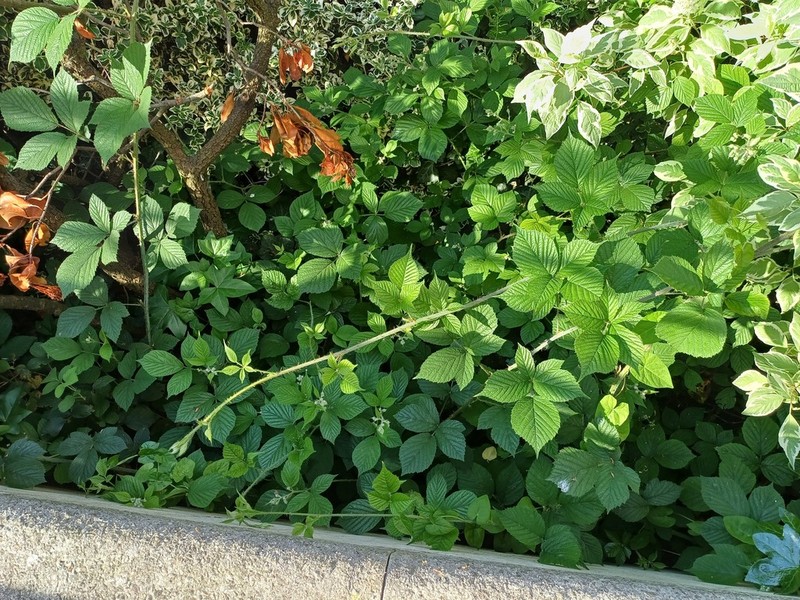 Rubus diversus photo 2