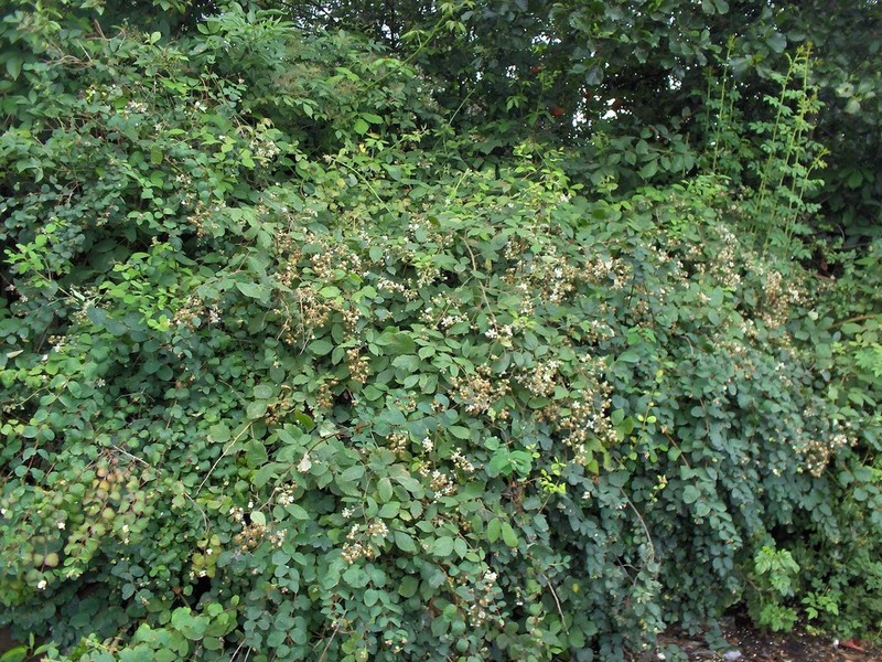 Rubus diversus photo 3