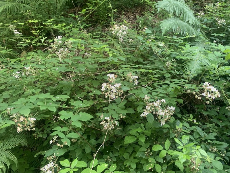 Rubus diversus photo 4