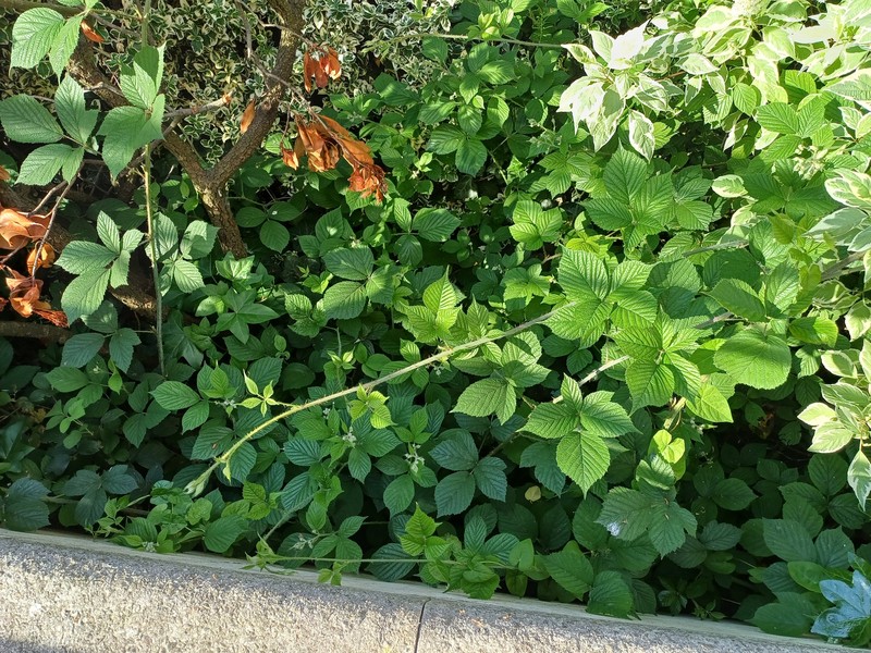Rubus diversus photo 5