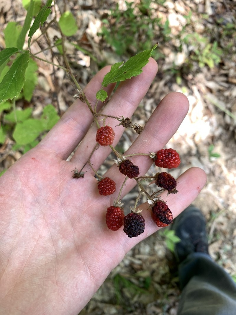 Rubus dolichocarpus