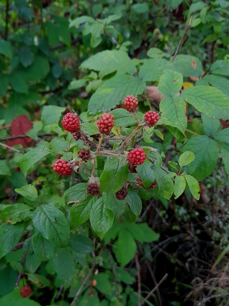 Rubus dolichocarpus photo 2