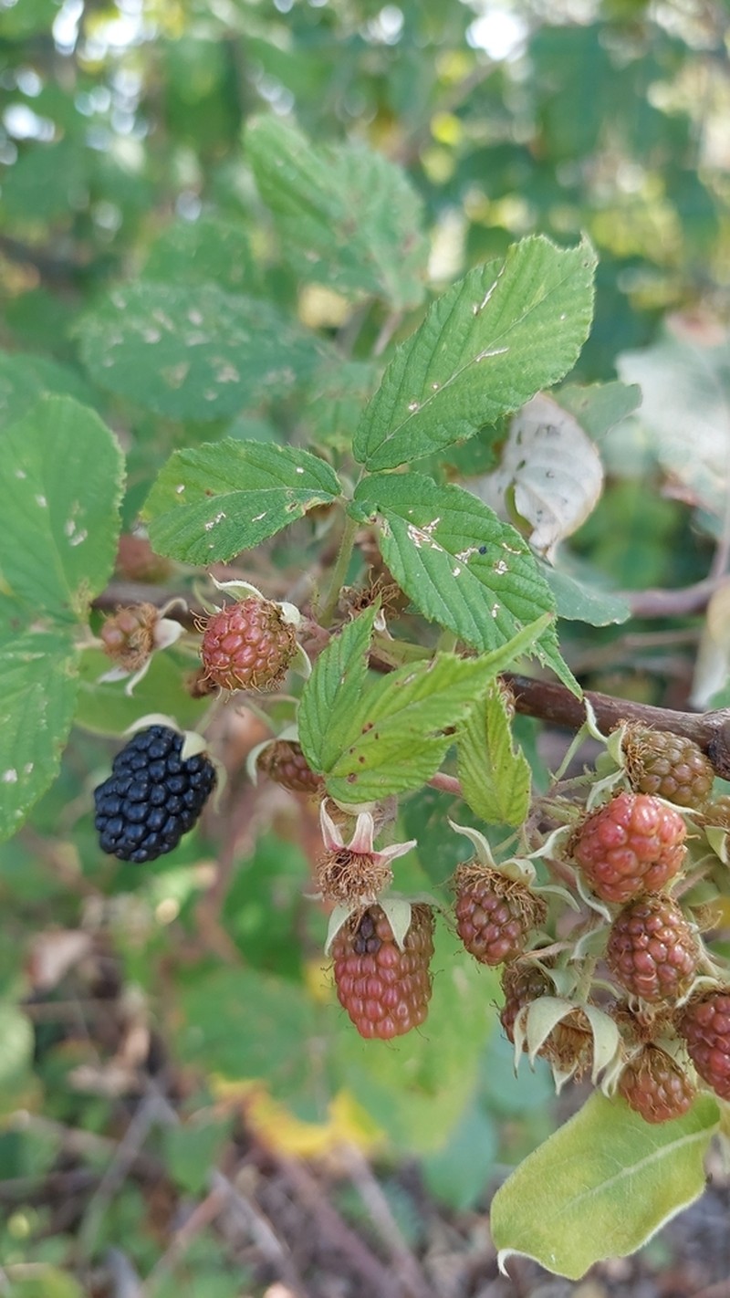 Rubus dolichocarpus photo 3
