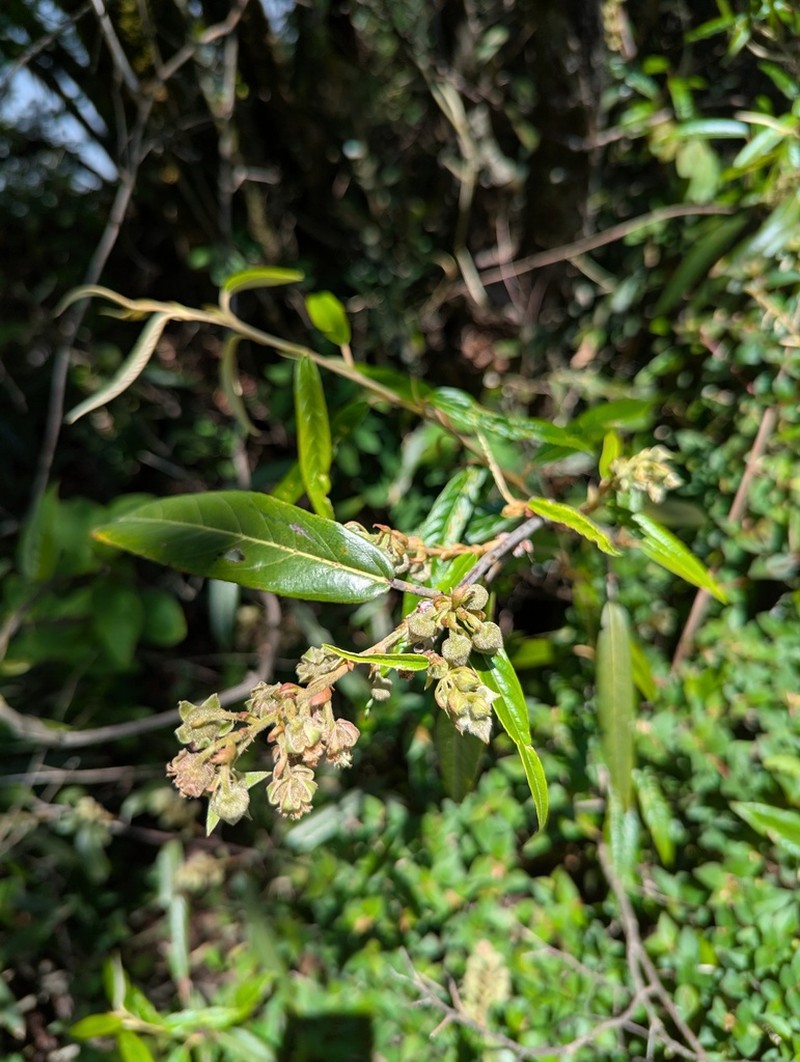 Rubus dolichophyllus