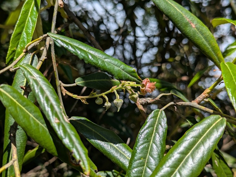 Rubus dolichophyllus photo 3