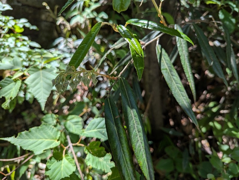 Rubus dolichophyllus photo 4
