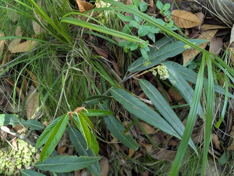 Rubus dolichophyllus photo 5