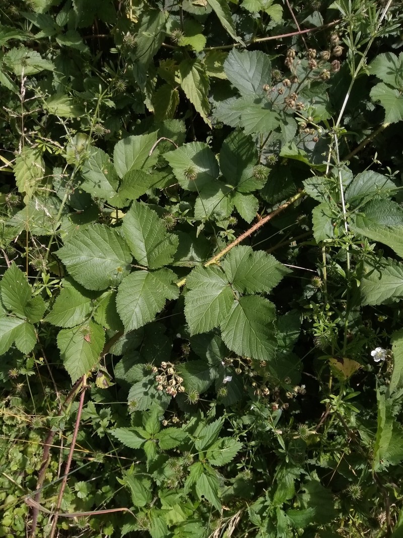 Rubus dollnensis