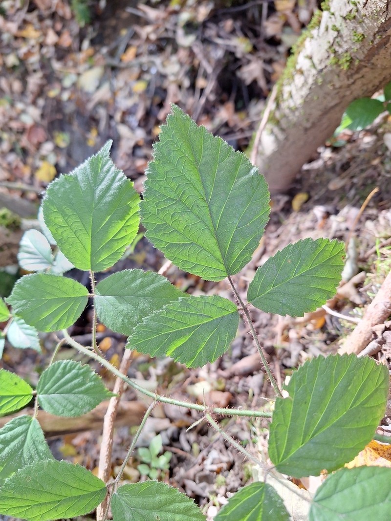 Rubus dollnensis photo 2