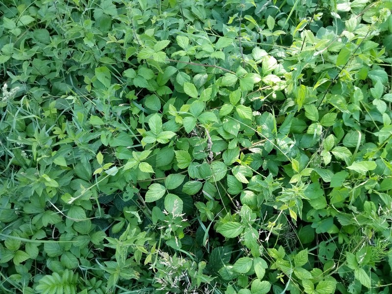Rubus dollnensis photo 3