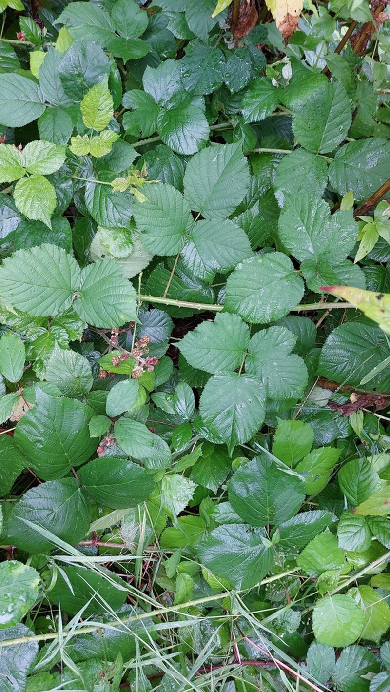 Rubus dollnensis photo 4
