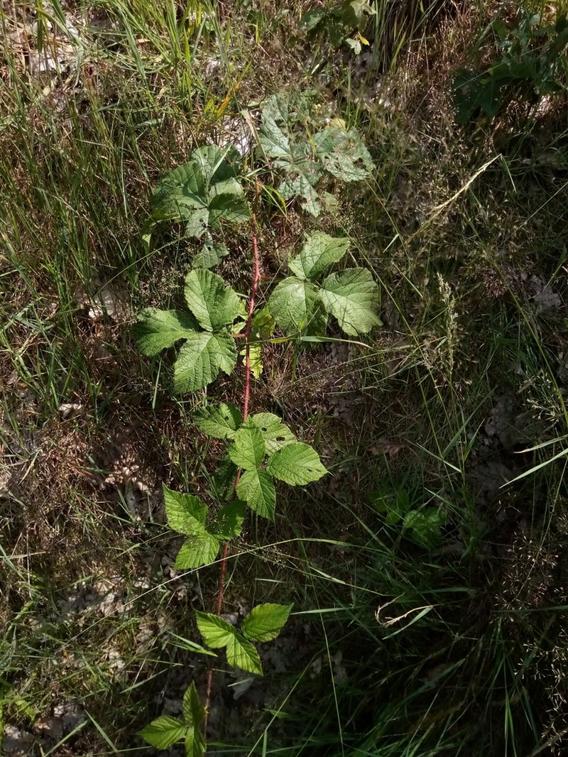 Rubus dollnensis photo 5