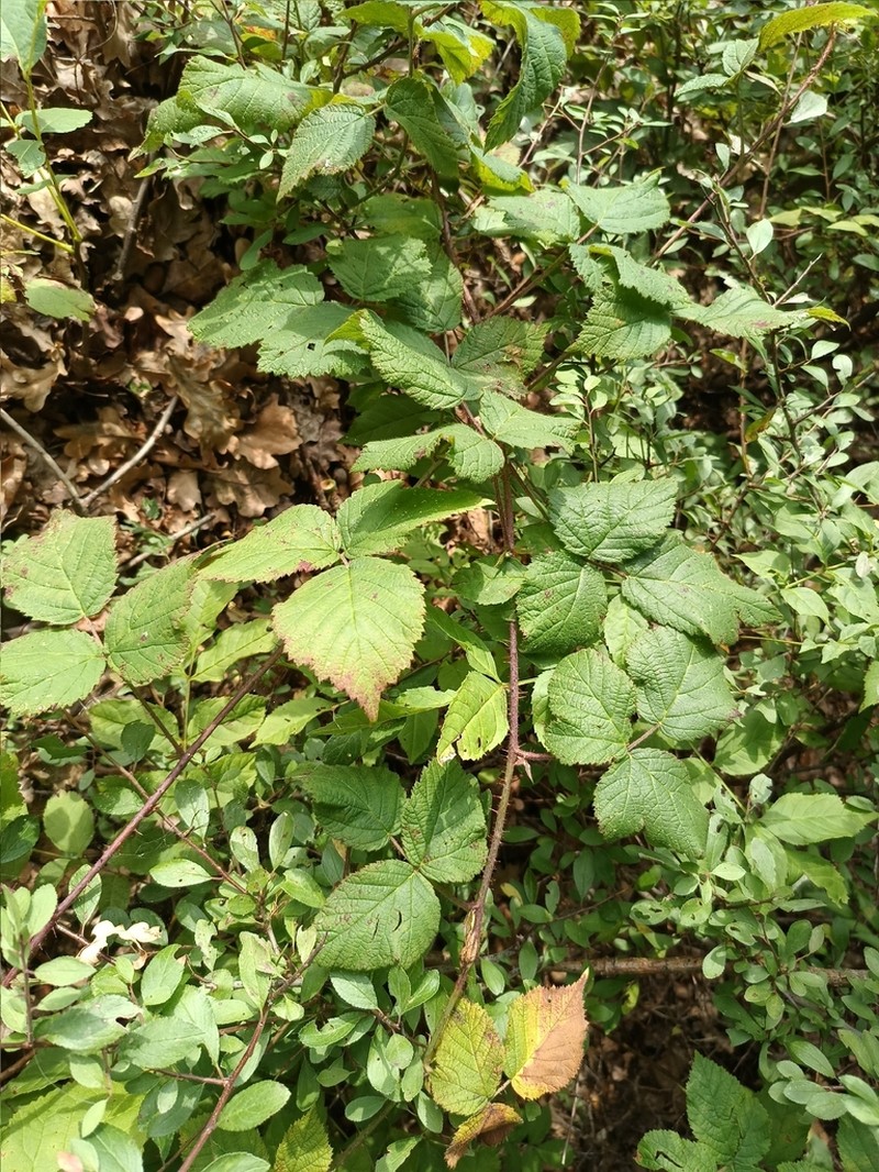Rubus dollnensis photo 6