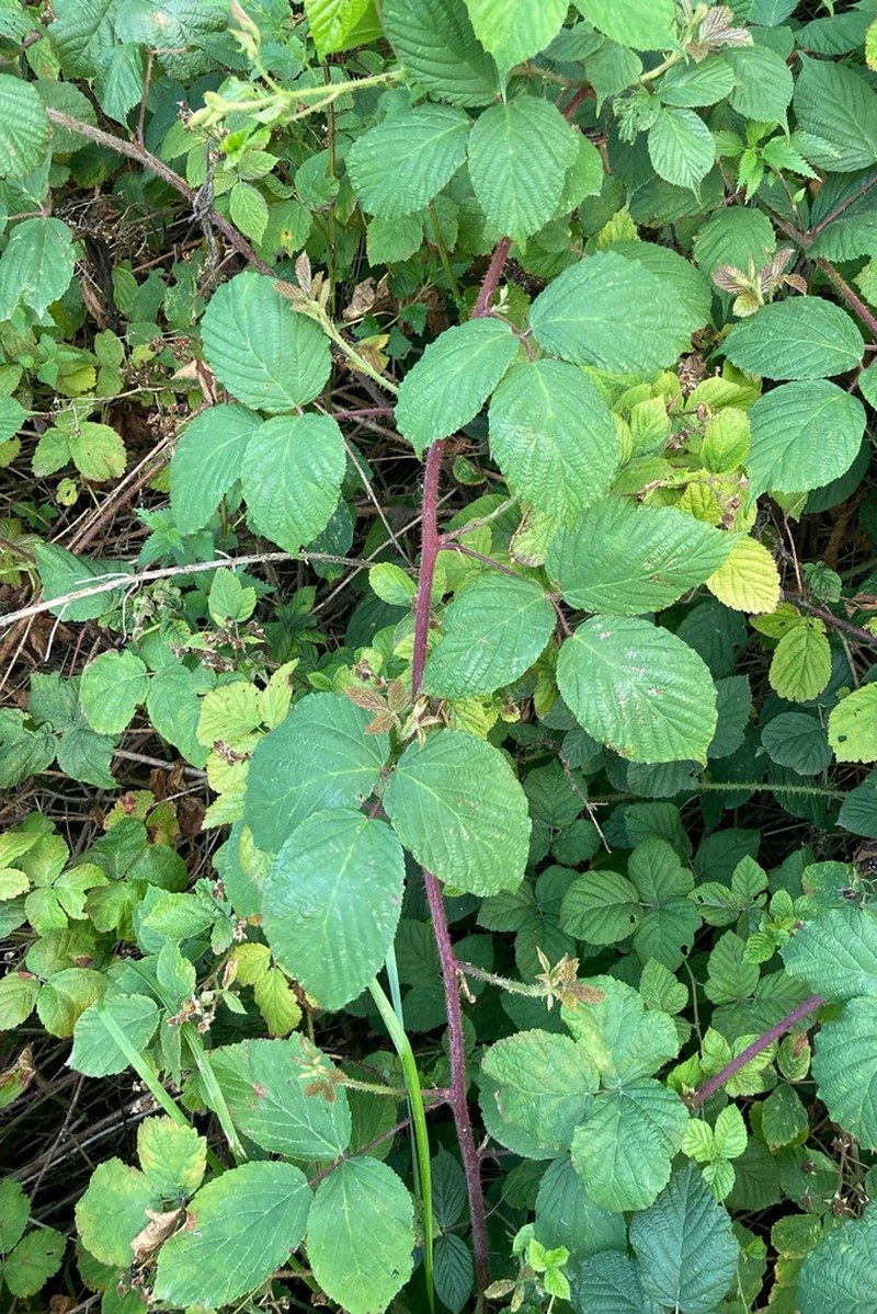 Rubus dollnensis photo 7