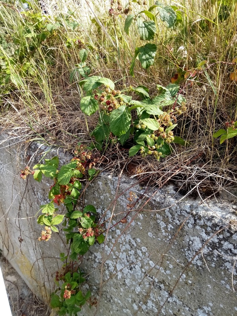 Rubus dollnensis photo 8