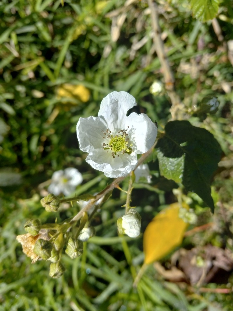 Rubus domingensis