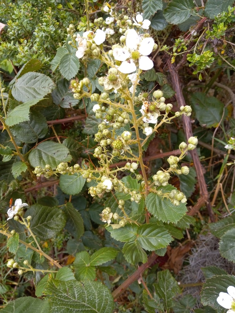 Rubus domingensis photo 2