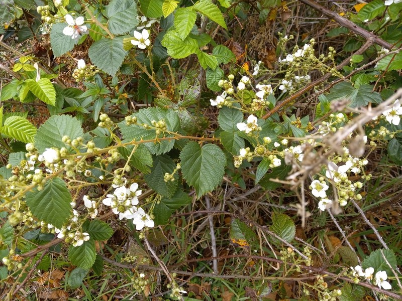 Rubus domingensis photo 3