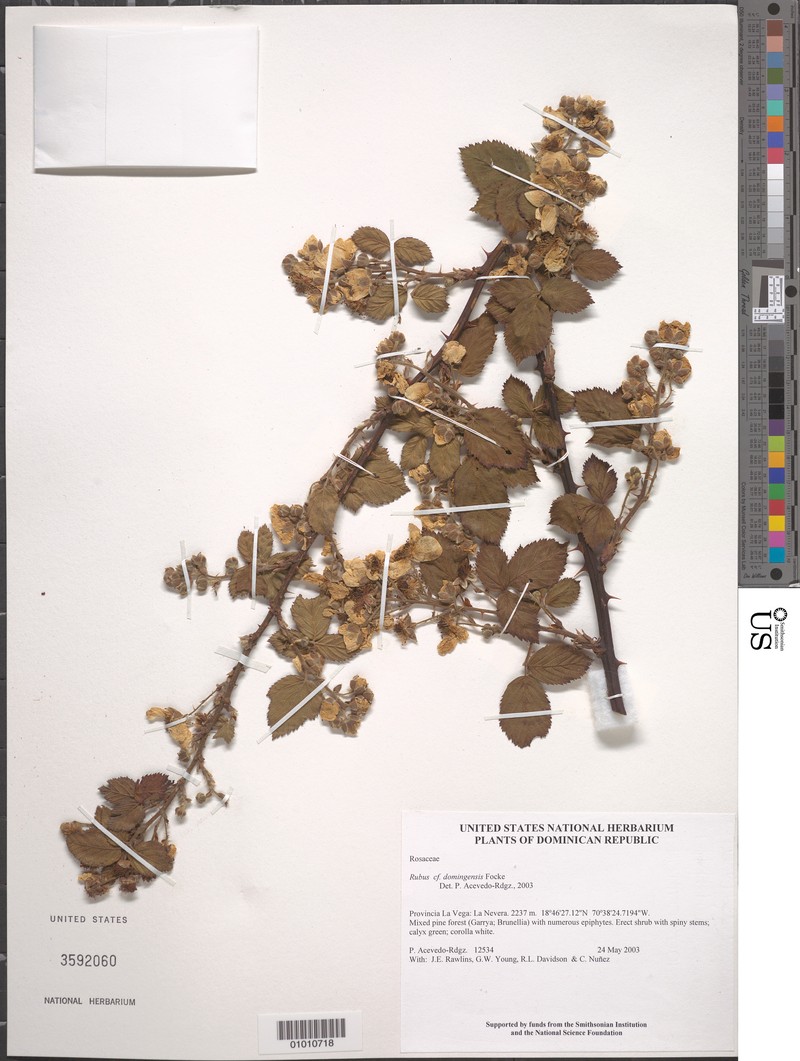 Rubus domingensis photo 4
