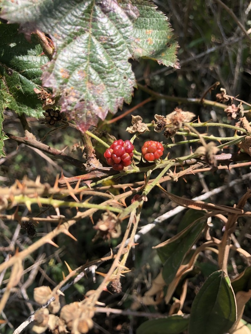Rubus domingensis photo 5