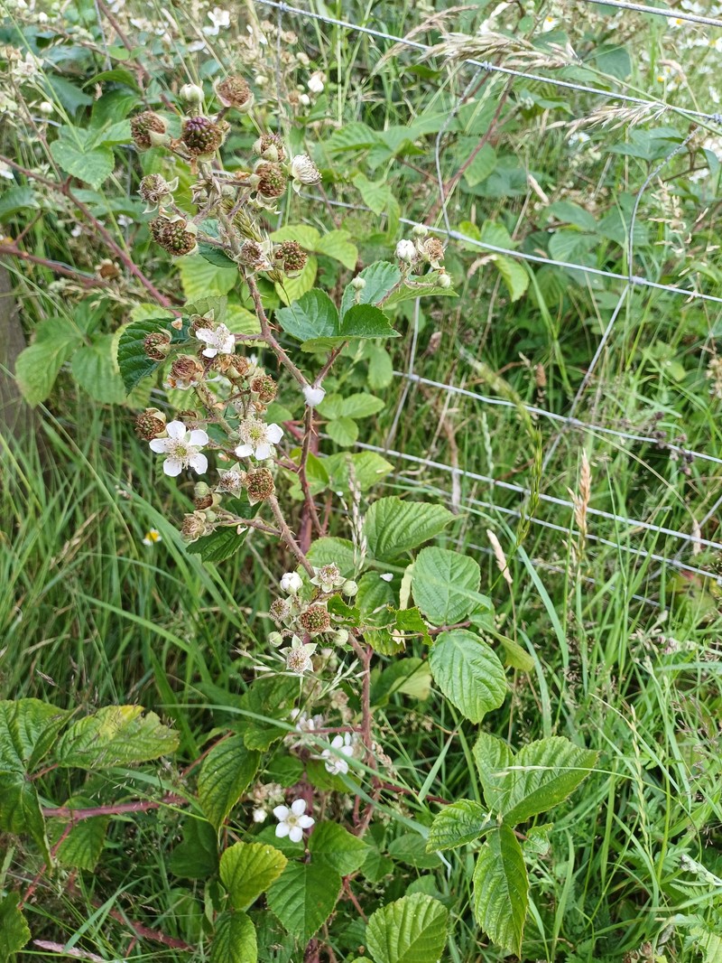 Rubus drejeri photo 2