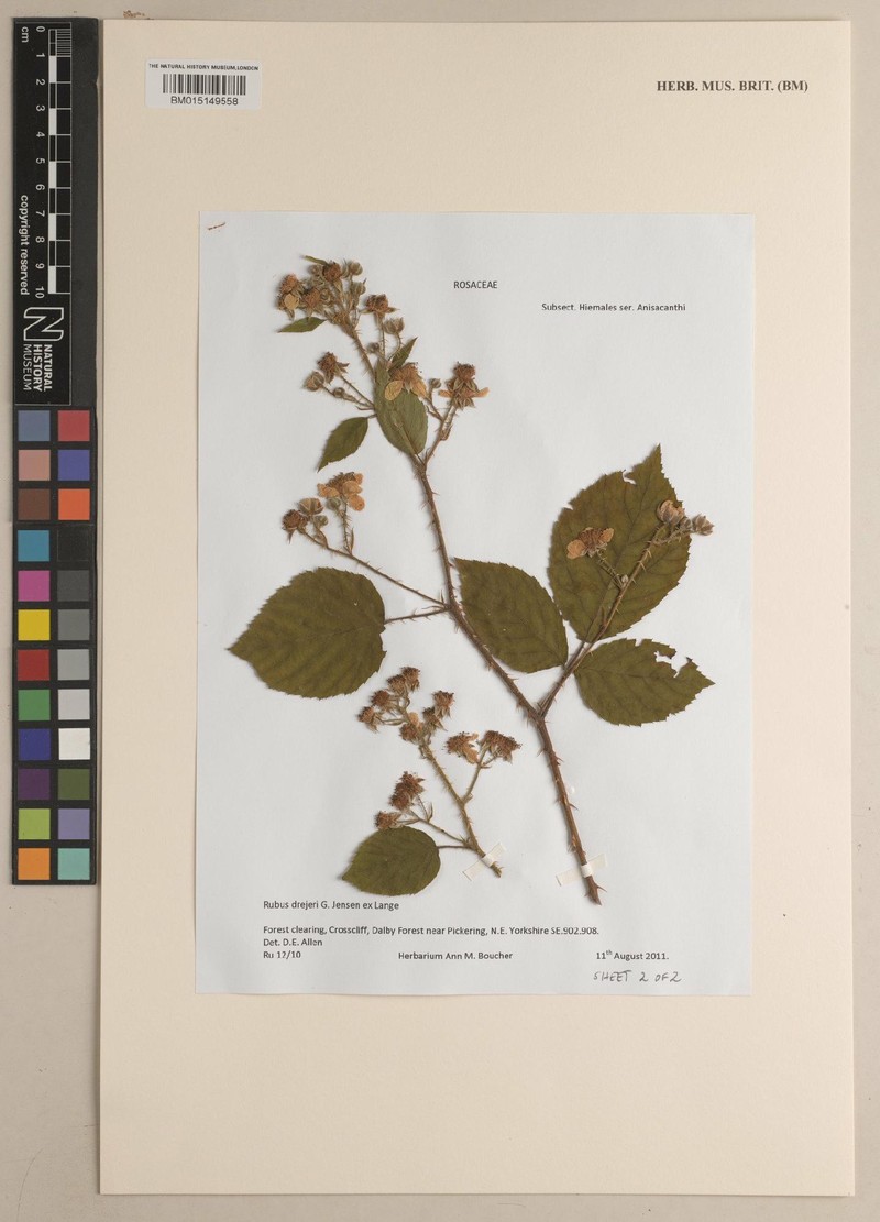Rubus drejeri photo 3