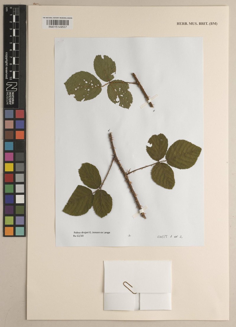 Rubus drejeri photo 4