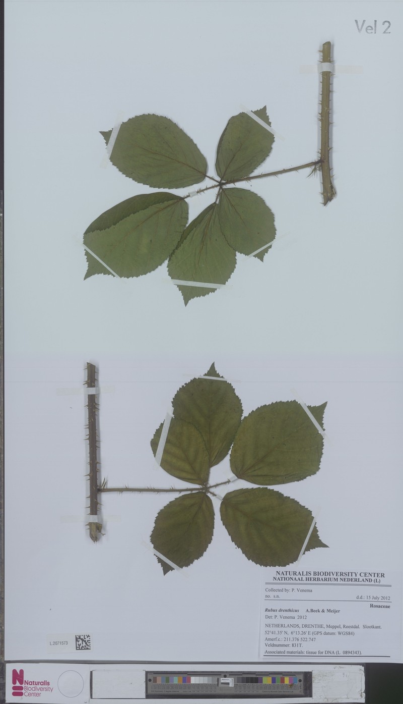 Rubus drenthicus