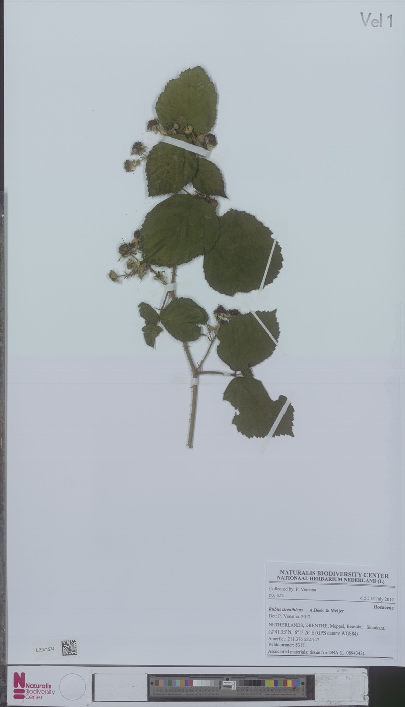 Rubus drenthicus photo 2